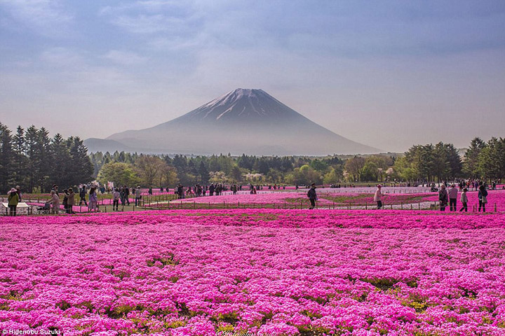 [LỄ HỘI HOA TỬ ĐẰNG & HOA CHI ANH] NHẬT BẢN: TOKYO – ASHIKAGA – FUJI – NAGOYA – KYOTO – OSAKA